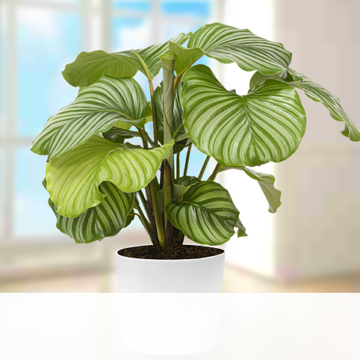 Calathea Orbifolia