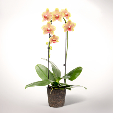 Gelbe Orchidee im Seegraskorb