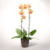 Gelbe Orchidee im Seegraskorb