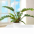 Philodendron Narrow