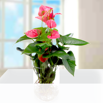Pinke Anthurie als Waterplant