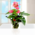 Pinke Anthurie als Waterplant