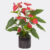 Rote Anthurie