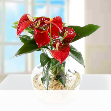 Rote Anthurie als Waterplant
