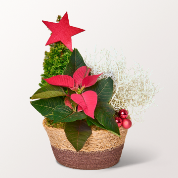 Rotes Weihnachtsstern-Arrangement