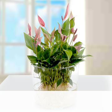 Waterplant Anthurie Lilli Lilli
