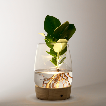 Waterplant Clusia mit LED-Licht