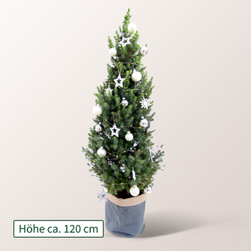 Weihnachtsbaum Lichterglanz mit Lichterkette