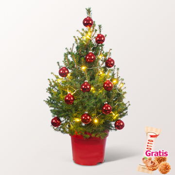 Weihnachtsbaum Little Santa mit Lichterkette &