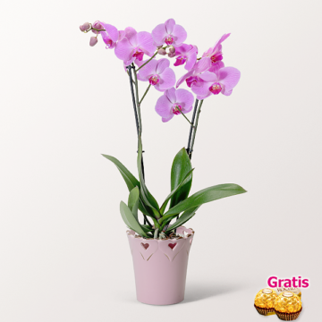 Rosa Orchidee im Topf