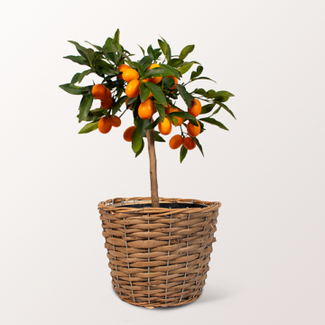 Kumquatbäumchen im Weidenkorb