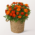 Orange Tagetes im Seegraskorb