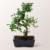 Bonsai Zelkova